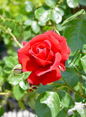 red rose in the garden