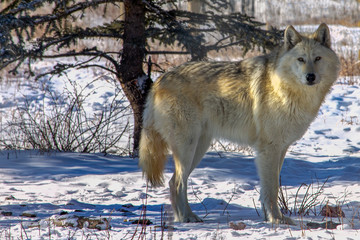 wolf in the snow