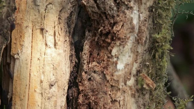 Small woodlouse family walking around the mossy tree in the bright weather