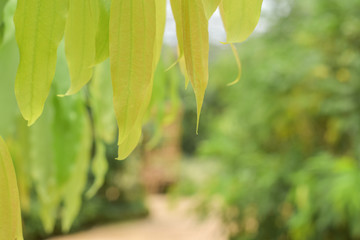 Fresh green leaves on soft sunlight morning, green leaf on nature forest