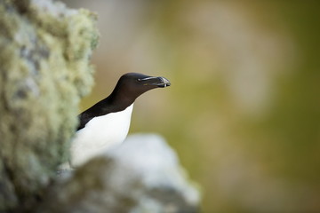 Alca torda. Runde Island. Norway's wildlife. Beautiful picture. From the life of birds. Free nature. Runde Island in Norway. Scandinavian wildlife. North of Europe. Picture. Seashore. A wonderful shot