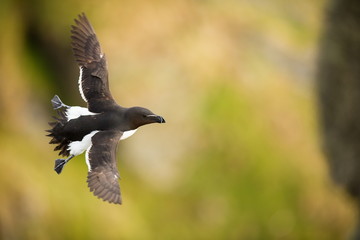 Alca torda. Runde Island. Norway's wildlife. Beautiful picture. From the life of birds. Free nature. Runde Island in Norway. Scandinavian wildlife. North of Europe. Picture. Seashore. A wonderful shot