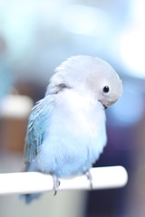小桜インコ