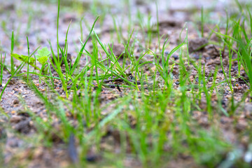 Grass seeds begin to grow on the soil in the garden