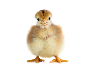 chicken isolated on white