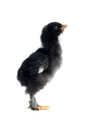black chicken isolated on white