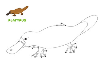 Coloring book page for preschool children with colorful australian Platypus and outlines to color. Vector illustration for kids education and child development. Rare australian animal. 