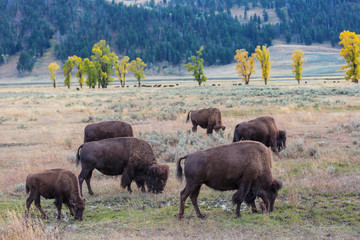 Buffalo