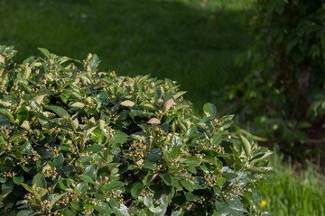 Green bush on the background of the lawn