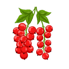 Red currant isolated. Vector illustration.