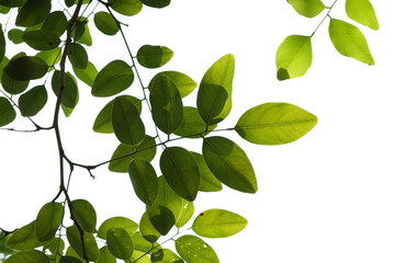 Obraz premium green tree branch isolated on white