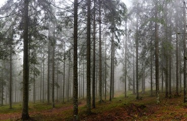 Obraz premium fog in the fir forest
