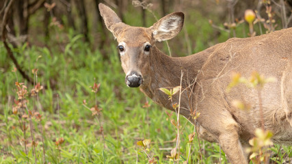 Friendly wildlife