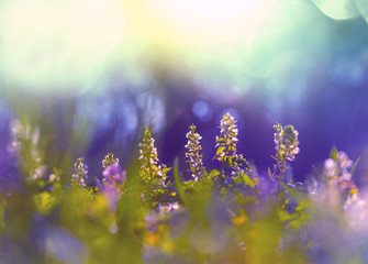 Naklejka premium Flowers