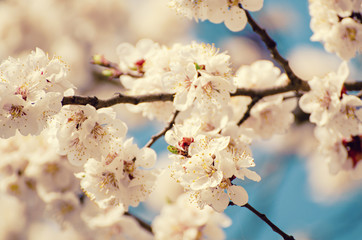 Apricot tree blossoms