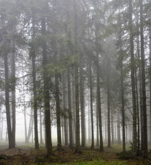 fog in the fir forest