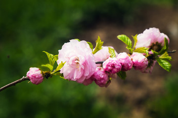 Pink flowers on green background