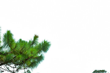 Obraz premium Fresh pine on beautiful sky background, fresh air in park