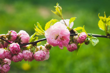 Pink flowers on green background
