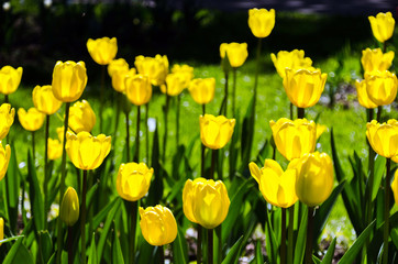 Bright colorful Tulip blossoms in garden. Spring time.