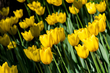 Obraz premium Bright colorful Tulip blossoms in garden. Spring time.