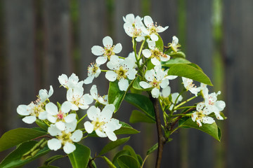 White flowers of apple tree on gray background