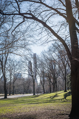 Central Park woodland landscape overlooking the city with late winter tree branches - New York City, NY