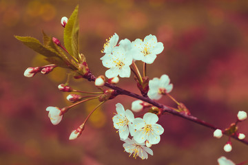 White flowers of cherry 