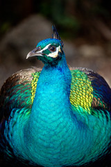 Fototapeta premium Portrait of a Peacock