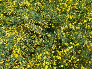 Carpet of yellow flowers