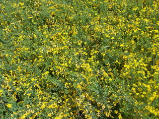 Carpet of yellow flowers