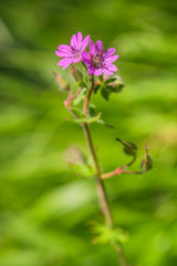 lütenpflanze, Weicher Storchenschnabel, Geranium molle 