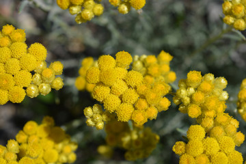 Helichrysum italicum, also known as Curry plant,  Everlasting or Strawflower, growing wild on the Costa Blanca, Spain