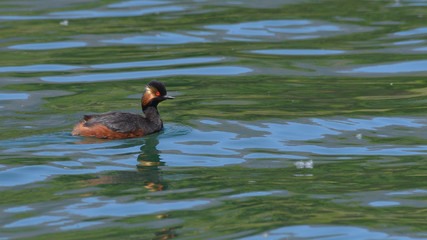 Svasso piccolo in abito nuziale nuota sul fiume