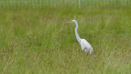 Airone bianco maggiore nel prato che caccia rane