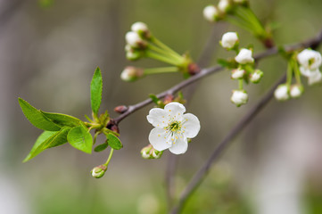 Obraz premium Cherry flowers frame