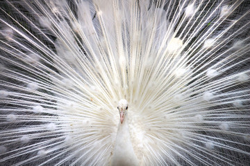 White peacock