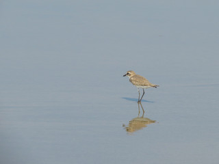 The bird stands in the water on the beach of Morjim in Northern Goa. India