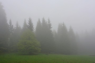 Many trees in the fog