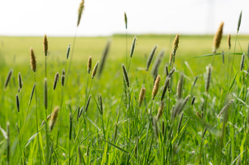 Wiese im Frühling