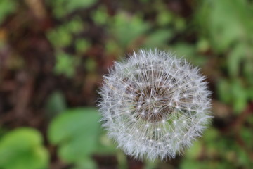 Dandelion flower puff in backyard spring garden 