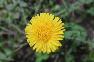 Dandelion flower puff in backyard spring garden 