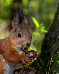 Naklejka na ściany i meble squirrel eating pine cone
