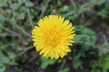 Dandelion flower puff in backyard spring garden 