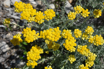 yellow flowers in the garden, Helichrysum italicum