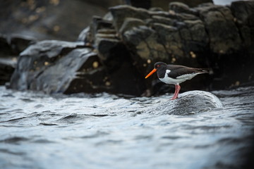 Haematopus ostralegus. Runde Island. Norway's wildlife. Beautiful picture. From the life of birds....