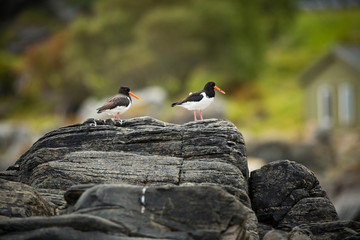 Haematopus ostralegus. Runde Island. Norway's wildlife. Beautiful picture. From the life of birds....