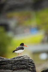 Haematopus ostralegus. Runde Island. Norway's wildlife. Beautiful picture. From the life of birds. Free nature. Runde Island in Norway. Scandinavian wildlife. North of Europe. Picture. Seashore. A won