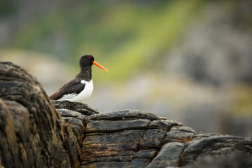 Haematopus ostralegus. Runde Island. Norway's wildlife. Beautiful picture. From the life of birds. Free nature. Runde Island in Norway. Scandinavian wildlife. North of Europe. Picture. Seashore. A won