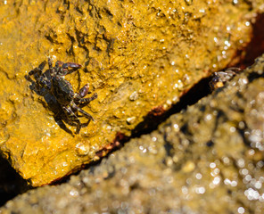 Cretan crabs